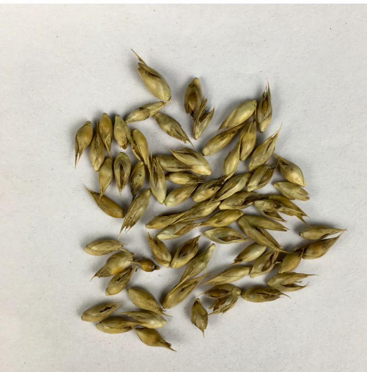 Bamboo Plant Seeds